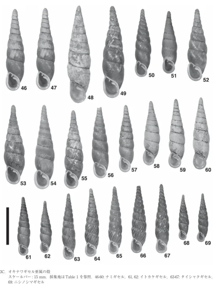 Figure 3C.  Shells of Stereophaedusa individuals.  