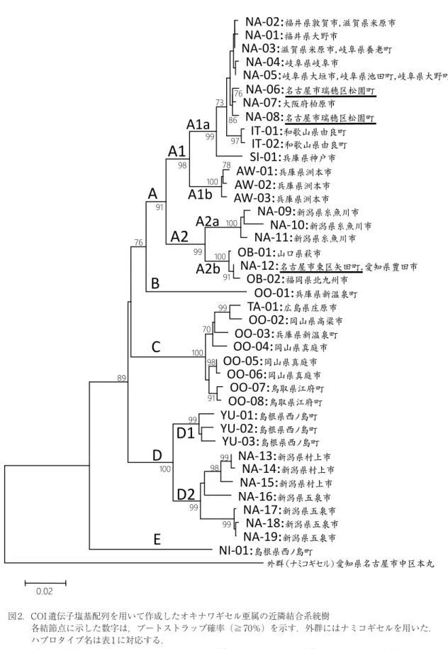 Figure 2.  A neighbor-joining tree constructed using COI gene sequences of Stereophaedusa individuals