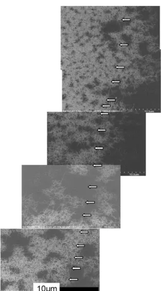 Fig. 3   SEM images of morphology of SWNTs after 30  min CVD at 850  ℃.  が 1 mm 以上の長さに成長していることが確認できた． これらより，基板表面を覆う網目状の SWNTs は，針 状の短いものがランダムに交差しているのではなく， 長尺のものが束を形成しながらハイウェイジャンクシ ョン様に成長しているものと考えられる．  3・1・2  Raman 散乱分光    SWNT の特徴は， Raman 散乱スペクトルに顕著に現れる．これ
