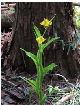図 2 部分的菌従属栄養植物のキンラン  