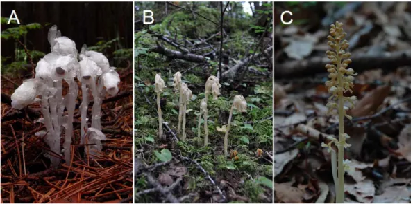 図 1  外生菌根菌と菌根共生する菌従属栄養植物。A,  ギンリョウソウ; B,  シャクジョウソウ; C,  サカネラン