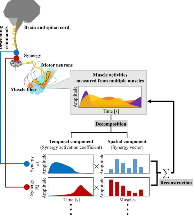 Figure 1.3.1–1: Schematic understanding of muscle synergy. The measured muscle activity can be  decomposed  into  spatio–temporal  component  of  muscle  synergy
