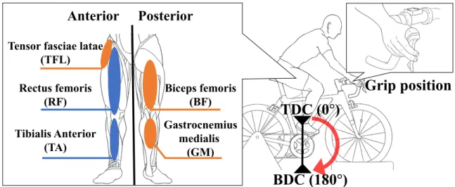 Figure 2.2.1–1: Riding posture during the experiment (right) and targeted muscles in the lower  extremities that were closely involved in the pedaling exercise (left)
