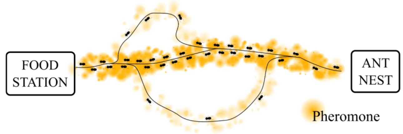 Figure 4.3: Multi-paths from the nest to the feed station.