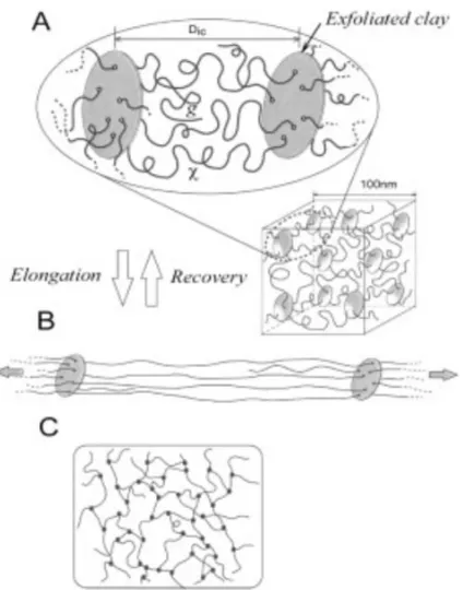 Figure 1-12  化学架橋された高分子ヒドロゲルとナノコンポジットゲルのためのネット ワーク構造モデル。A）無機粘土が均一に剥離分散して得られた１枚のナノシートと２ 種類のフレキシブルなポリマー鎖のグラフトした隣接する２枚のナノシートからなる ナノコンポジットゲルの100 nm立方体の模式図。このモデルでポリマー鎖の幾つかは簡 略化しています。  B）ナノコンポジットゲルを引き伸ばした時の構造モデル。C）従来 型の化学架橋された高分子ヒドロゲルのネットワーク構造モデル 70 。 