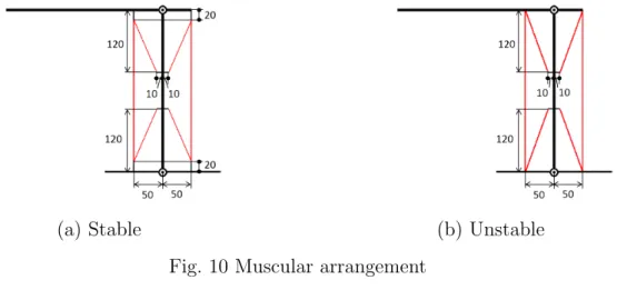 Fig. 10 Muscular arrangement