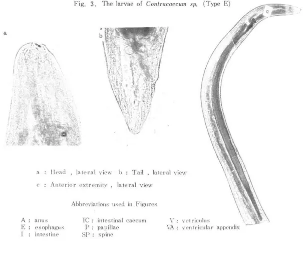 Fig,  3.  The  la rvae  of  COllfrac(lf'c llm  Sll.  (T ype  E) 