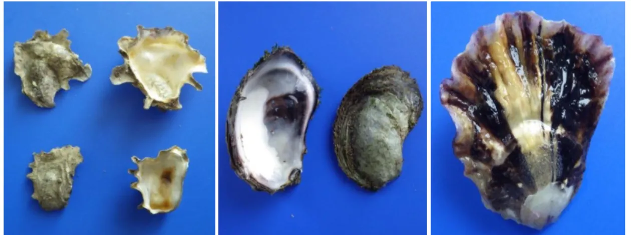 図 2  左から中津干潟のシカメガキ、田辺湾のスミゾメガキ、Ostrea 属の国内未記載種 