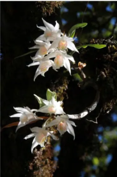 図 16.  各所で楽しませてくれた着生 ラン Dendrobium longicornu. 