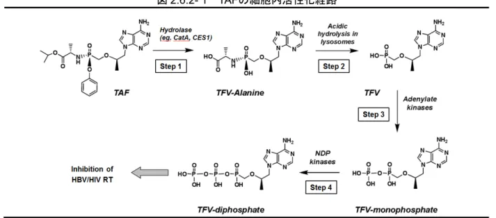 図 2.6.2- 1  TAFの細胞内活性化経路 