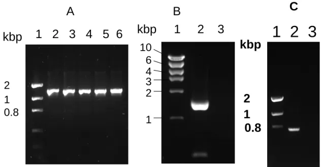 Fig. 3 1  2  3  0.812kbp Ckbp210.8AB1   2   3   4   5  6kbp1     2    32134610