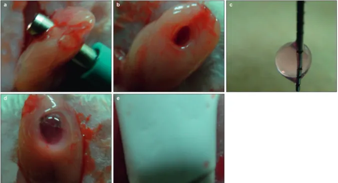 Figure 1 The method for surgical wound model of SMGs. Cells in expressed wound area were collected by collagen gel