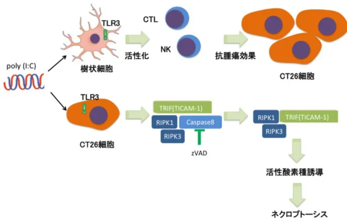 図 7	 	  CT26 細胞に対する poly	 I:C/zVAD の抗腫瘍効果	  	 