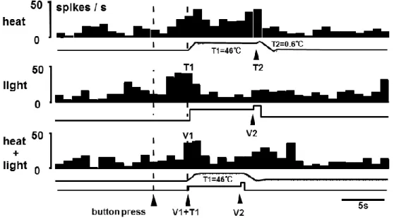 図 12：注意を光に移動したときの TS ニューロン応答  熱刺激のみ＇最上段のトレース（の反応に比べ、光刺激で弁別した場合のほうがスパイク頻度＇最 下段のトレース（は低下していた。  また、本研究ではサルが逃避行動＇T2 温度変化が来る前にボタンを離したトライアル（を示したト ライアルと TS ニューロン活動の関係についても解析を行ったが、逃避行動と神経応答とは全く有 意な相関を示さなかった。これは、SI  の TS ニューロンが刺激からの逃避に対しては全く関与して いない可能性を示している。    覚醒