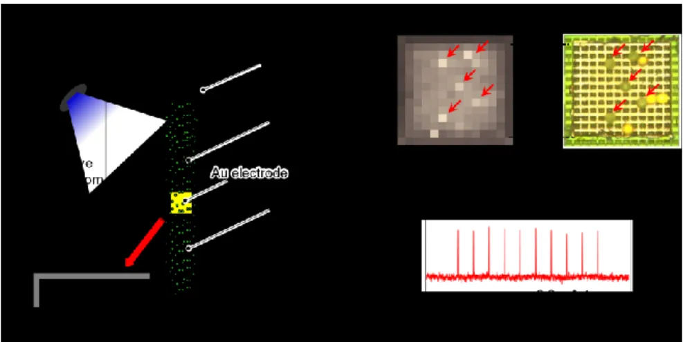 図 3：マルチモーダル bmp-LSI による蛍光・刺激同時動作  ②高分解能化  高分解能化ではライトガイドアレイ方式を考案・試作し，その基本機能を実証するとともに，作製プ ロセスの見直しにより歩留まり向上を図った．図 4 はライトガイドアレイ搭載チップ上に置いたマウス 海馬スライスの蛍光画像である．通常のカラーフィルター＇SP16（に比べて微細な構造が確認でき る．また 10µm 径蛍光ビーズの撮像にも成功している．これにより空間分解能向上の目途をつける ことができた．  図 4：ライトガイドアレイ搭載