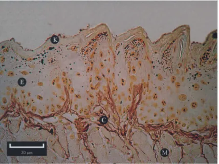 Fig. 1 Photomicrograph of tongue mucosa, silver-stained, showing keratin layer (K), epithelial tissue (E), connective tissue (C) and muscle tissue (M) (AgNOR technique,   400).