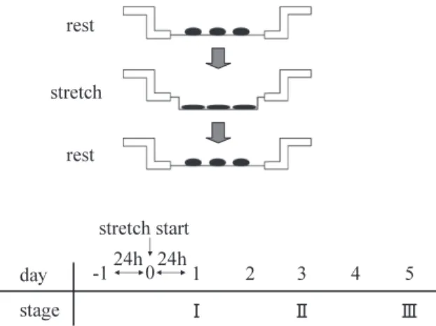 Fig. 1 Stretching stimuli and culture