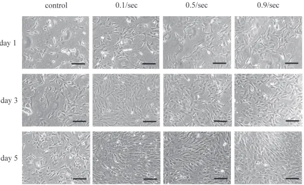 Fig. 2 Phase contrast microscope image of myoblasts at each stage