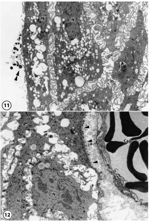 Fig. 11 In the peri-implant epithelium, plenty of microvilli were observed at the periphery of cells at the implant sites, and bacteria were observed between the implant and the peri-implant epithelium.