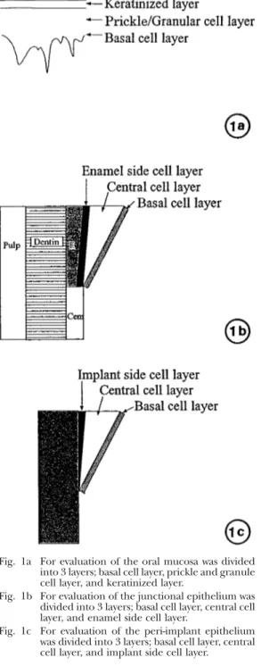 Fig. 1a For evaluation of the oral mucosa was divided into 3 layers; basal cell layer, prickle and granule cell layer, and keratinized layer.