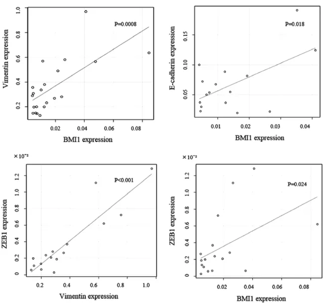 Figure 5. Correlation of the IHC grading of protein expression. A significant negative correlation between BMI1 and E-cadherin expression, and a significant  positive correlation between BMI1 and vimentin expression is shown