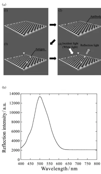 Fig. 5    (a) Schematic illustration of the experimental  procedure  for  detecting  of  antigen-antibody  reaction  using  a  printable  photonics  technology-based  photonic  crystal