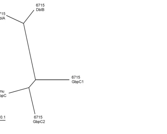 Fig. 2. Phylogenetic relationship among the  S.  sobrinus GbpC protein  homologue sequences and S