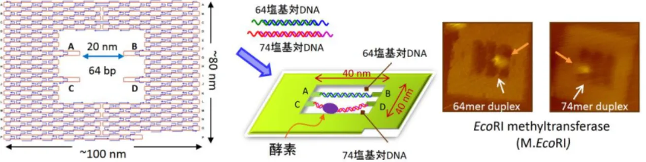 図 3.1-A.  １分子観察のための DNA フレーム構造体。2 本の異なる 2 本鎖 DNA をフレーム空間に 導入し、酵素の挙動と酵素反応を１分子で観察する。AFM 画像は EcoRI メチル転移酵素がそれぞれ の 2 本鎖 DNA に結合した様子。 