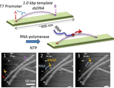 図 3.1-C.  転写の１分子観察のための DNA ナノ構造体。テー プ状の構造体上に転写の鋳型となる約 1000 塩基対の 2 本鎖 DNA を 2 か所で結合する。AFM イメージでは RNA ポリメラーゼ が鋳型 DNA 上を RNA を合成しながら動く様子を捉えている。 走査速度：0.2 フレーム/秒。 