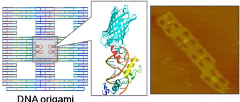 図 3.2-A.  Zinc  Finger  蛋白質を介した DNA ナノ構造体上への 機能性タンパク質の固定化。 
