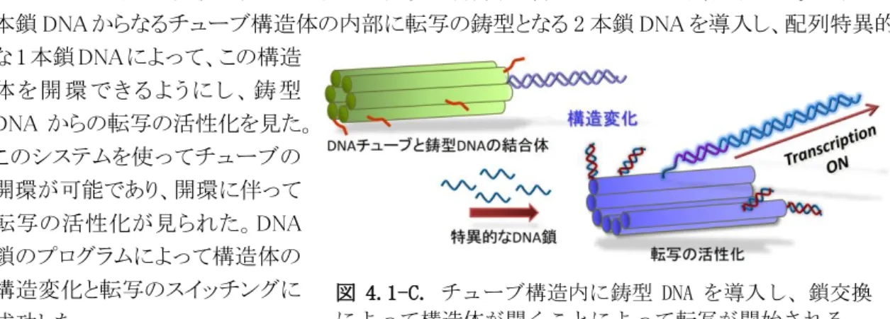 図 4.1-C. チューブ構造内に鋳型 DNA を導入し、鎖交換 によって構造体が開くことによって転写が開始される。 