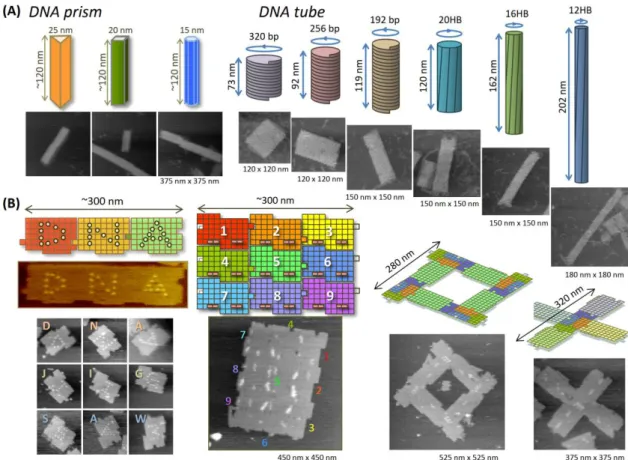 図 1-A.  3 次元 DNA ナノ構造体の構築とプログラムによる DNA ナノ構造体の配列化。(A)DNA オリ ガミ法で設計・構築したプリズム型やチューブ型の 3 次元構造体。(B)配列のプログラムによる DNA ナ ノ構造体の１次元及び 2 次元方向へのプログラムに従った集合体の形成。 