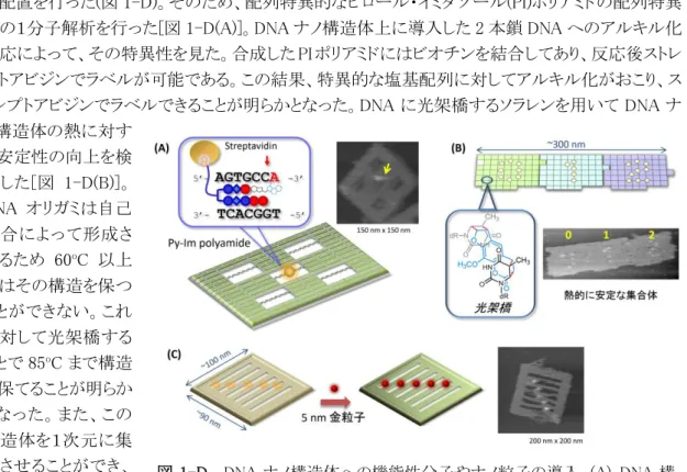 図 1-D.  DNA ナノ構造体への機能性分子やナノ粒子の導入。(A)  DNA 構 造体上での配列特異的なアルキル化反応。(C)光架橋による DNA 構造体の 安定化。(B)  DNA 構造体上での金粒子の配列化。   