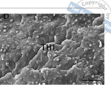Fig 3a SEM micrograph of fractured dentin side surface after ten- ten-sile bond strength testing (uniform irradiation at 33-30)