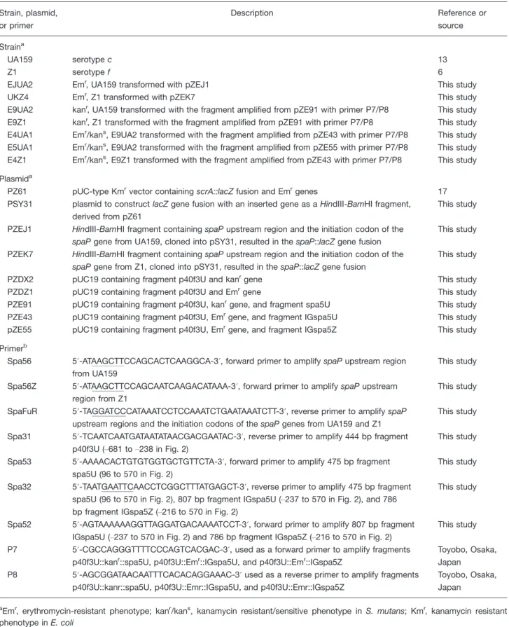 Table 1. S. mutans Strains, Plasmids, and Primers Strain, plasmid, or primer Description Reference orsource Strain a UA159 serotype c 13 Z1 serotype f 6
