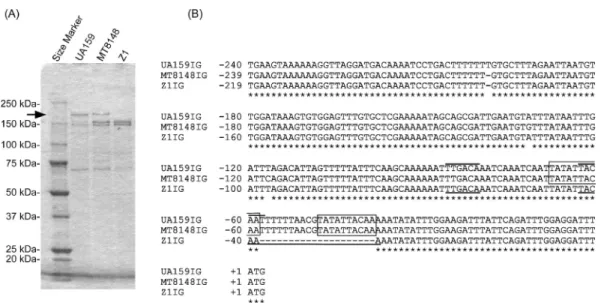 Fig. 1. CBB-stained polyacrylamide gel and intergenic sequence alignment. (A) SDS sample preparation was carried out as described under the Materials and methods