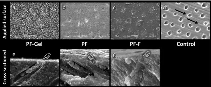 Fig. 1  Scanning electron micrographs showing the dentin surface (original magnification 3,500x) and longitudinal fractures  (original magnification 8,000x) after application of MS polymer-based desensitizers; PF-Gel (a, e), PF (b, f), PF-F (c, g),  and th