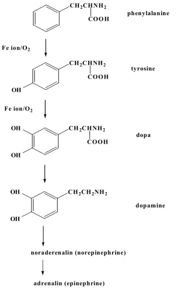 Figure 3.    Synthesis scheme of neurotransmitters 