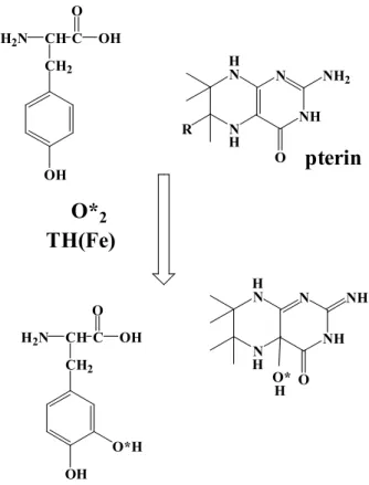 Figure 4.    Formation of dopa from tyrosine catalyzed by TH 