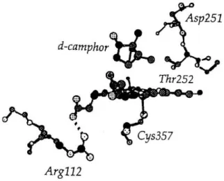 Figure 8.    Structure of P-450 in the presence of substrate 