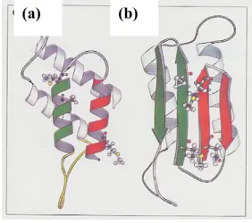 Figure 1.    Plausible models for the tertiary structures of PrP Sc  and PrP C .      (a)  The proposed three-dimensional structure of PrP C