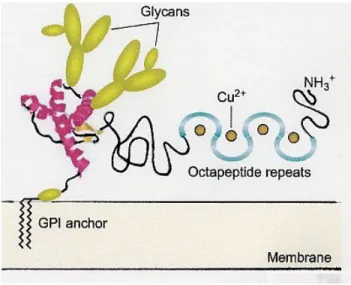 Figure 2.    Model of PrP C  structural domains.     