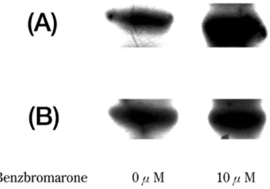 Fig.  8. The expression levels of (A) PPARα protein and  (B)  PPARγ  protein  by  Western  blot  analysis  in  nuclear  extracts of human kidney 293T cells treated with or without  Benzbromarone for 24 hr.