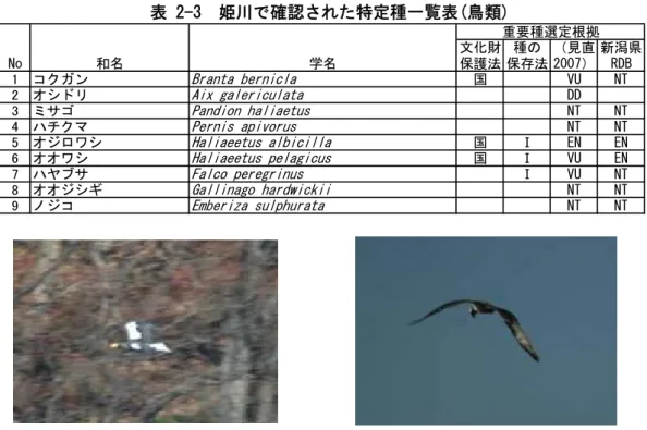 表 2-3  姫川で確認された特定種一覧表(鳥類)  文化財 保護法 種の 保存法 （見直2007） 新潟県RDB 1 コクガン Branta bernicla 国 VU NT 2 オシドリ Aix galericulata DD 3 ミサゴ Pandion haliaetus NT NT 4 ハチクマ Pernis apivorus NT NT 5 オジロワシ Haliaeetus albicilla 国 Ⅰ EN EN 6 オオワシ Haliaeetus pelagicus 国 Ⅰ VU EN 7 ハヤ