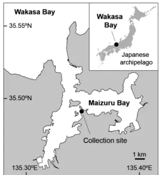 Figure 1. Study area in Maizuru Bay in the Sea of Japan, show- show-ing the collection site of the three Acentrogobius species and  physical environmental parameters.