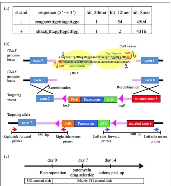 Figure 1. Generation of GNAS R201H iPSCs using the CRISPR/Cas9 system. (a) gRNA sequences (5 # –3 # )