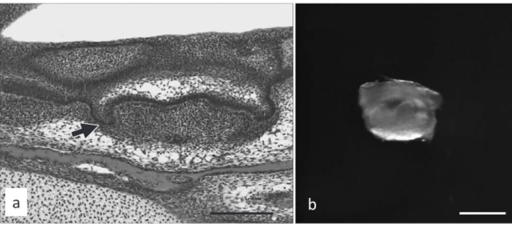 Fig. 2　HE staining and a macroscopic image of a tooth germ