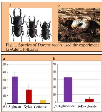 Fig. 1. Species of Dorcus rectus used the experiment (a)Adult, (b)Larva