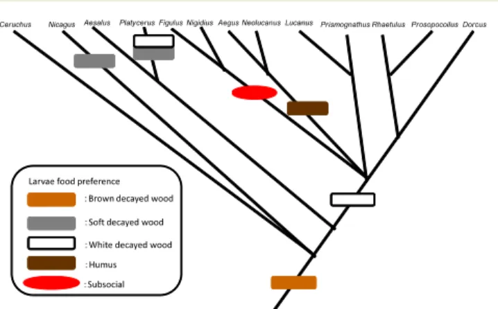 Fig.  1  Phylogeny  of  Japanese  stag  beetles  and  the  evolution of larval food preference (after Araya, 2005).