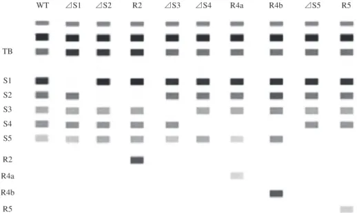Table 1 Detection of mycobacteria by ﬂuorochrome stain microscopy  and LiPA for 110 sputum samples